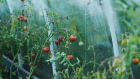 Учёные открыли механизм для контроля созревания томатов